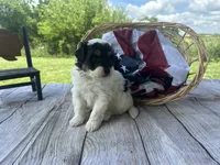 Cooper, a male Miniature Bernedoodle for sale in Moulton, IA – 4 of 4