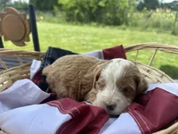 Bella, a female Miniature Bernedoodle and Golden Mountain Doodle for sale in Moulton, IA – 3 of 7