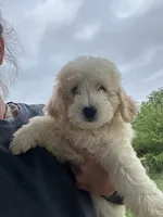 Max, a male Miniature Bernedoodle and Golden Mountain Doodle for sale in Moulton, IA – 2 of 9