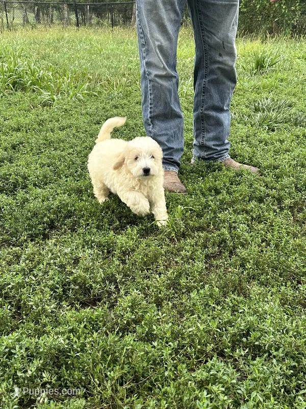 Max – Miniature Bernedoodle, Golden Mountain Doodle puppy for sale in Moulton, IA