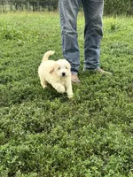 Max, a male Miniature Bernedoodle and Golden Mountain Doodle for sale in Moulton, IA – 1 of 9
