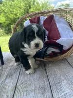 Chloe, a female Miniature Bernedoodle for sale in Moulton, IA – 5 of 5