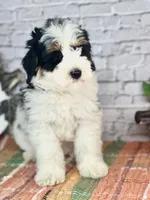 Kassi, a female Miniature Bernedoodle and Miniature Aussiedoodle for sale in Moulton, IA – 1 of 6