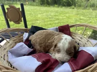 Bella, a female Miniature Bernedoodle and Golden Mountain Doodle for sale in Moulton, IA – 5 of 7