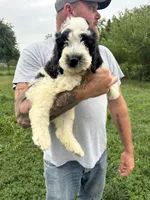 Milo , a male Miniature Bernedoodle and Golden Mountain Doodle for sale in Moulton, IA – 4 of 7