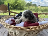 Maggie, a female Miniature Bernedoodle and Golden Mountain Doodle for sale in Moulton, IA – 6 of 7