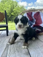 Bailey, a female Miniature Bernedoodle for sale in Moulton, IA – 3 of 5