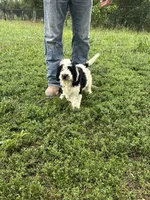 Milo , a male Miniature Bernedoodle and Golden Mountain Doodle for sale in Moulton, IA – 5 of 7