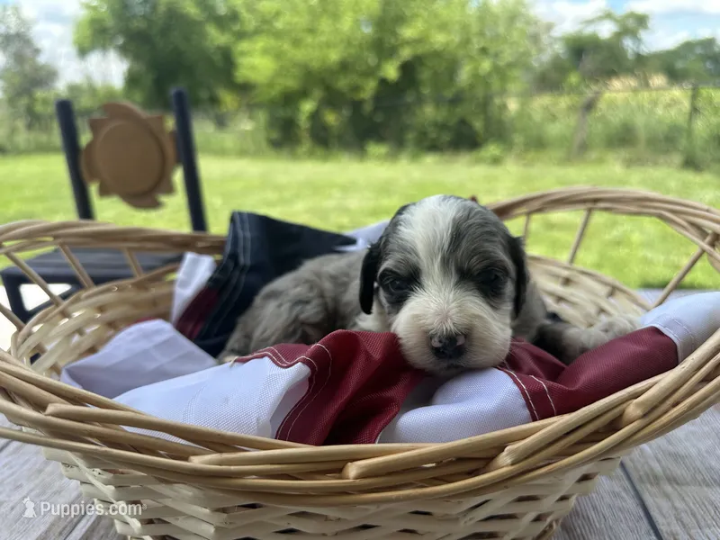 Maggie – Miniature Bernedoodle, Golden Mountain Doodle puppy for sale in Moulton, IA