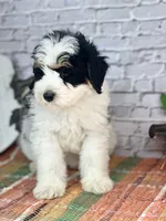Kassi, a female Miniature Bernedoodle and Miniature Aussiedoodle for sale in Moulton, IA – 3 of 6
