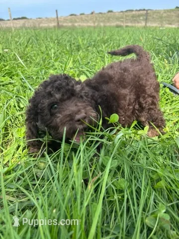 Theo – Cockapoo puppy for sale in Moulton, IA