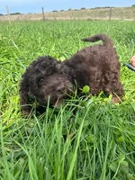 Theo, a male Cockapoo for sale in Moulton, IA – 1 of 6