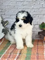 Kassi, a female Miniature Bernedoodle and Miniature Aussiedoodle for sale in Moulton, IA – 5 of 6