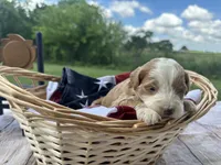 Bella, a female Miniature Bernedoodle and Golden Mountain Doodle for sale in Moulton, IA – 2 of 7