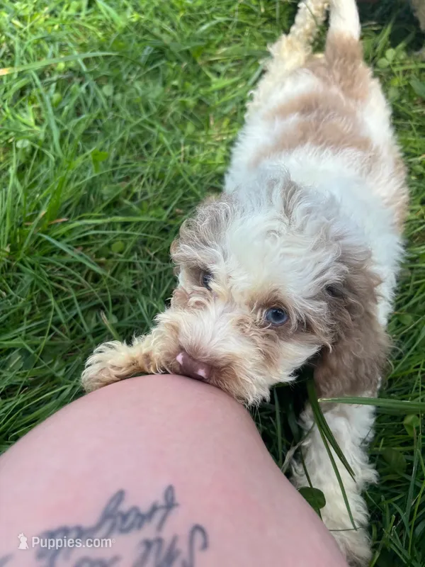 Baylor – Cockapoo puppy for sale in Moulton, IA