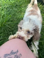 Baylor, a male Cockapoo for sale in Moulton, IA – 1 of 2