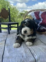 Stella, a female Miniature Bernedoodle for sale in Moulton, IA – 3 of 7