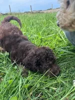 Theo, a male Cockapoo for sale in Moulton, IA – 3 of 6