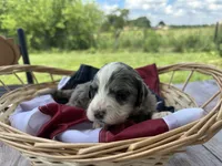 Maggie, a female Miniature Bernedoodle and Golden Mountain Doodle for sale in Moulton, IA – 4 of 7