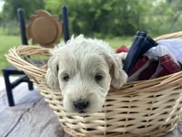 Max, a male Miniature Bernedoodle and Golden Mountain Doodle for sale in Moulton, IA – 7 of 7
