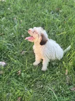 Carl, a male Cockapoo for sale in Moulton, IA – 4 of 6