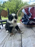 Bailey, a female Miniature Bernedoodle for sale in Moulton, IA – 4 of 5