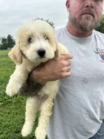 Max, a male Miniature Bernedoodle and Golden Mountain Doodle for sale in Moulton, IA – 4 of 9