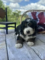 Stella, a female Miniature Bernedoodle for sale in Moulton, IA – 2 of 7