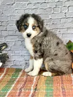 Kat, a female Miniature Bernedoodle and Miniature Aussiedoodle for sale in Moulton, IA – 4 of 6