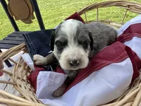 Maggie, a female Miniature Bernedoodle and Golden Mountain Doodle for sale in Moulton, IA – 7 of 7