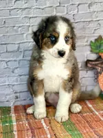 Kat, a female Miniature Bernedoodle and Miniature Aussiedoodle for sale in Moulton, IA – 3 of 6