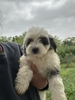 Nova, a female Miniature Bernedoodle and Golden Mountain Doodle for sale in Moulton, IA – 5 of 9