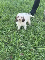 Carl, a male Cockapoo for sale in Moulton, IA – 6 of 6