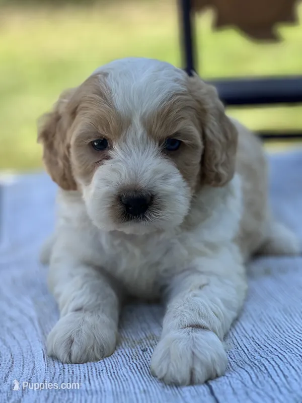 Harley  – Miniature Bernedoodle, Golden Mountain Doodle puppy for sale in Moulton, IA
