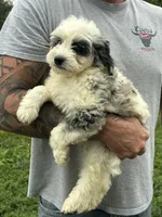 Nova, a female Miniature Bernedoodle and Golden Mountain Doodle for sale in Moulton, IA – 7 of 9