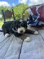 Stella, a female Miniature Bernedoodle for sale in Moulton, IA – 1 of 7
