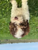 Dusty , a male Cockapoo for sale in Moulton, IA – 4 of 4