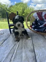 Tucker, a male Miniature Bernedoodle for sale in Moulton, IA – 4 of 6