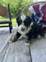Bailey, a female Miniature Bernedoodle for sale in Moulton, IA – 5 of 5