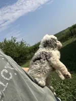 Nova, a female Miniature Bernedoodle and Golden Mountain Doodle for sale in Moulton, IA – 3 of 9