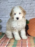 Kase , a male Miniature Bernedoodle and Miniature Aussiedoodle for sale in Moulton, IA – 2 of 5