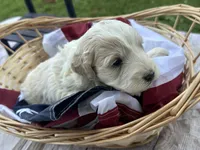 Max, a male Miniature Bernedoodle and Golden Mountain Doodle for sale in Moulton, IA – 6 of 7
