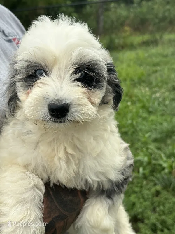 Nova – Miniature Bernedoodle, Golden Mountain Doodle puppy for sale in Moulton, IA