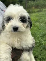 Nova, a female Miniature Bernedoodle and Golden Mountain Doodle for sale in Moulton, IA – 1 of 9