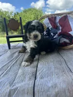 Tucker, a male Miniature Bernedoodle for sale in Moulton, IA – 3 of 6