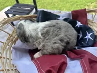 Maggie, a female Miniature Bernedoodle and Golden Mountain Doodle for sale in Moulton, IA – 3 of 7