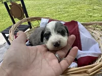 Maggie, a female Miniature Bernedoodle and Golden Mountain Doodle for sale in Moulton, IA – 5 of 7