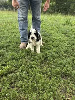 Milo , a male Miniature Bernedoodle and Golden Mountain Doodle for sale in Moulton, IA – 7 of 7
