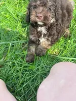 Theo, a male Cockapoo for sale in Moulton, IA – 2 of 6