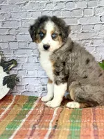 Kat, a female Miniature Bernedoodle and Miniature Aussiedoodle for sale in Moulton, IA – 5 of 6